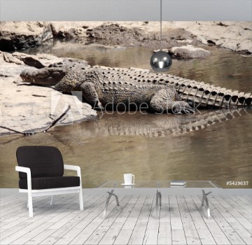 Picture of Crocodile 